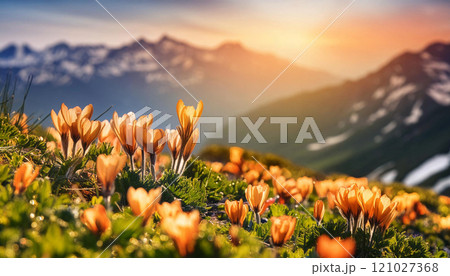 夕焼けに染まる高山に咲く花。背景には夕日に照らされた山がそびえている。 夕焼けに染まる高山に咲く花。背景には夕日に照らされた山がそびえている。 121027368