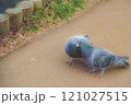 鳩チュッチュ 121027515