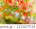 赤緑の紅葉たち 121027518