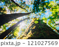 樹海に芽生える新緑 121027569