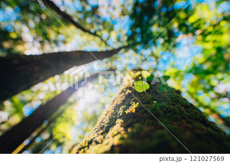 樹海に芽生える新緑 樹海に芽生える新緑 121027569