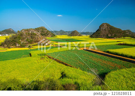 Yellow rapeseed (canola) flower field in spring, Luoping, China 121028011