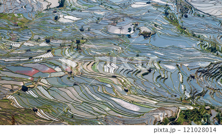 Aerial view of Yuanyang rice terrace at sunrise, Yunnan province, China 121028014