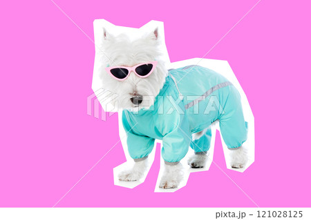 Stylish West Highland White Terrier, in pink sunglasses and trendy blue jumpsuit, standing against pink background 121028125