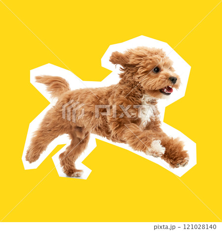 Adorable, playful, purebred Maltipoo puppy, dog cheerfully running, playing against bright yellow background Adorable, playful, purebred Maltipoo puppy, dog cheerfully running, playing against bright yellow background 121028140
