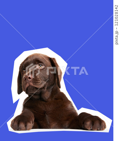 Cute and curious Labrador Retriever puppy, with rich chocolate fur calmly lying and looking against blue background. Cute and curious Labrador Retriever puppy, with rich chocolate fur calmly lying and looking against blue background. 121028142