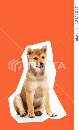 Adorable Shiba Inu puppy, with its fluffy red coat and playful expression, calmly sitting against orange background 121028144
