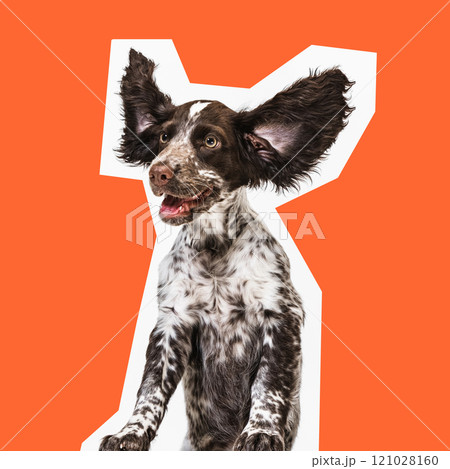 Purebred English springer spaniel dog with lifted up ears and cheerful muzzle expression, against orange background. 121028160