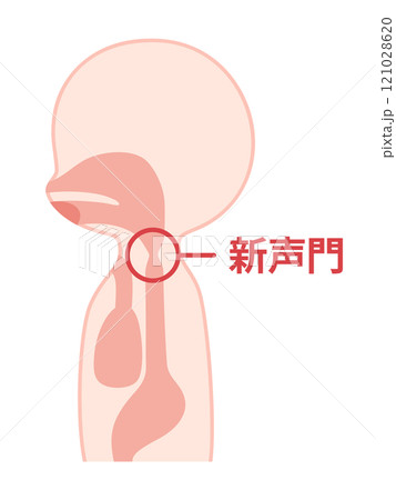 食道発声の時に振動させる新声門のイラスト 121028620