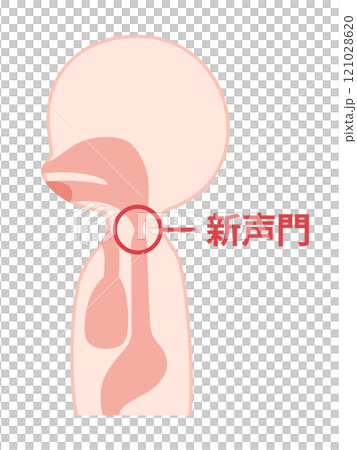 食道発声の時に振動させる新声門のイラスト 121028620
