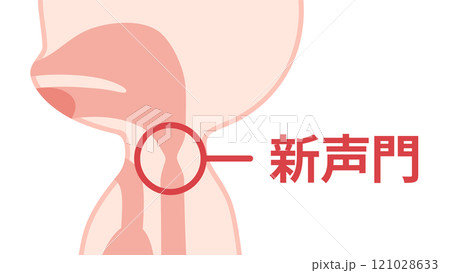 食道発声の時に振動させる新声門のイラスト 121028633