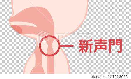 食道発声の時に振動させる新声門のイラスト 121028633