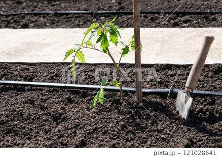 Tomato seedlings plant grown in beds with automatic watering or water dripping system in the home vegetable garden. Hose for watering and irrigation. 121028641