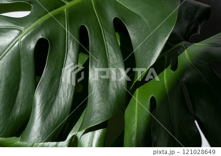 Monstera plant on a grey marble background. concept of minimalism. Monstera deliciosa or Swiss cheese plant tropical leaves background 121028649