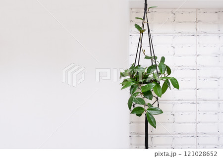 Hoya krohniana in a white pot in a wicker macrame planter hanging isolate on a white background. lacunosa heart leaf..Close-up of a plant. Waxy plant in a pot 121028652