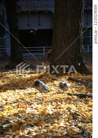 色づいたイチョウ 121029089