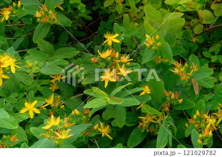 Hypericum shrub is growing in garden. Perennial ornamental plant. Hidcote flowers in park. Cottage garden. Hypericum shrub is growing in garden. Perennial ornamental plant. Hidcote flowers in park. Cottage garden. 121029782