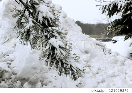 Pine branches weigh down with fresh snow above massive snowbank in serene winter setting. 121029873