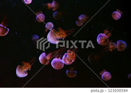 Group of Flame jellyfish, rhopilema esculentum floating in aquarium with pink neon light 121030584