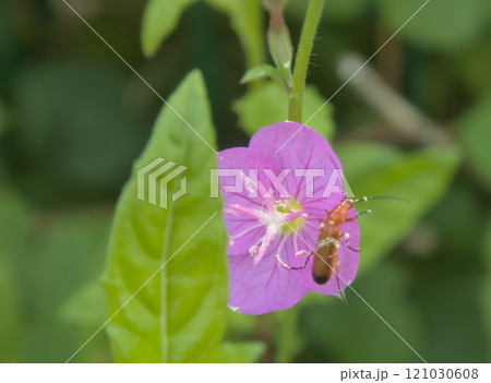 small insect pollinating flowers 121030608