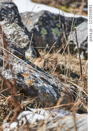 Marmot among rocks 121030691