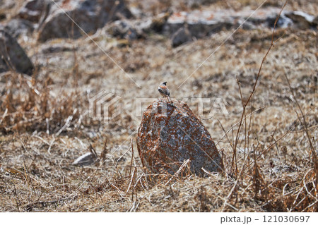 Bird stands on red stone surrounded dry grass in natural habitat. 121030697
