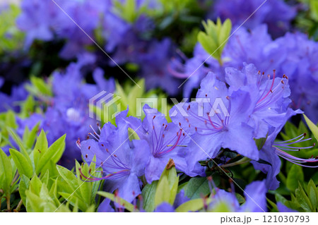 beautiful blooming of rhododendrons in spring in the rain beautiful blooming of rhododendrons in spring in the rain 121030793