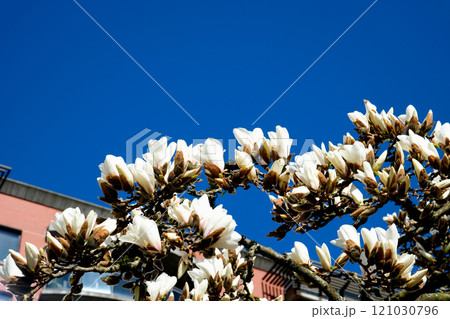 Magnolia tree in bloom. Light breeze moves beautiful pink magnolia flowers in spring season. Magnolia is a deciduous tree with large early flowers that range in color from white to pink to purple 121030796