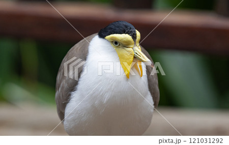 Soldier's Lapwing 121031292