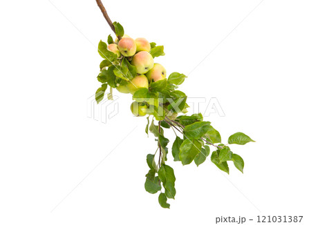 branch with apples isolated 121031387