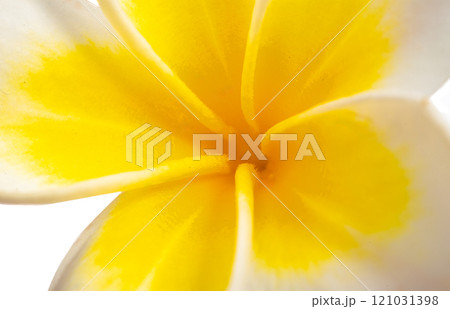 yellow plumeria flower isolated yellow plumeria flower isolated 121031398
