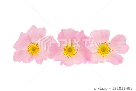 rose hip isolated 121031493