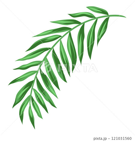 Stylized coconut palm leaf. Decorative image of tropical foliage and plant. 121031560