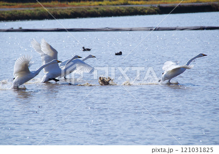水面を滑走して飛び立つ白鳥のスタートダッシュ 121031825