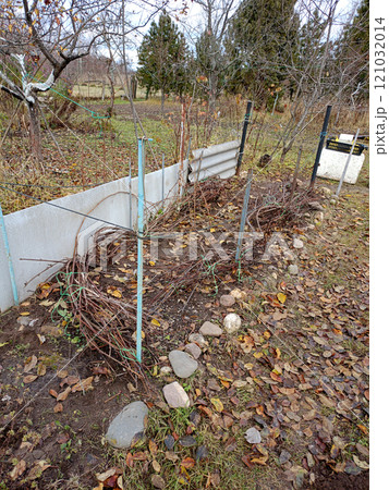 Grape vines pressed to the ground for winter against the background of apple and cedar trees 121032014