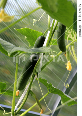 Large elongated smooth cucumbers against the background of small cucumbers Large elongated smooth cucumbers against the background of small cucumbers 121032015
