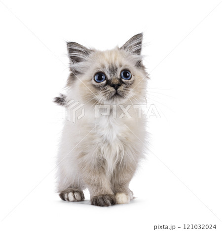 Sacred Birman cat kitten on white background 121032024