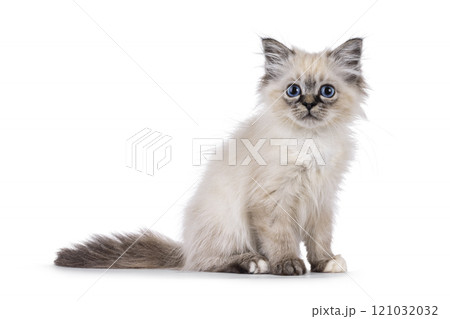 Sacred Birman cat kitten on white background 121032032