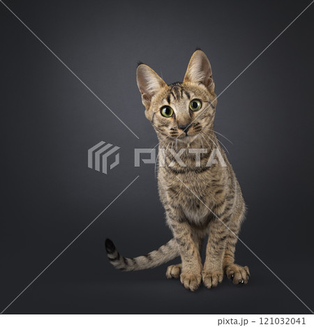 Savannah cat on black background Savannah cat on black background 121032041