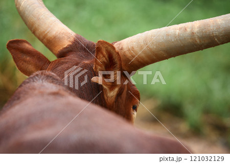 a group of ankole watusi animals outdoors 121032129