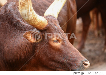 a group of ankole watusi animals outdoors a group of ankole watusi animals outdoors 121032130