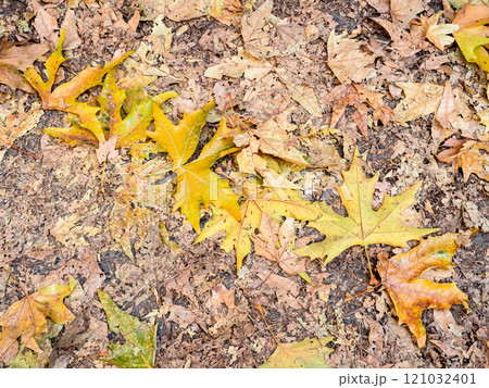 view of yellow fallen leaves on street in autumn view of yellow fallen leaves on street in autumn 121032401