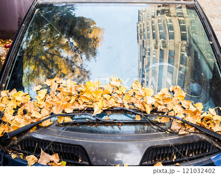 yellow fallen leaves on windshield of small car 121032402