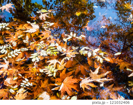 fallen leaves on dark water and sunken leaves fallen leaves on dark water and sunken leaves 121032406
