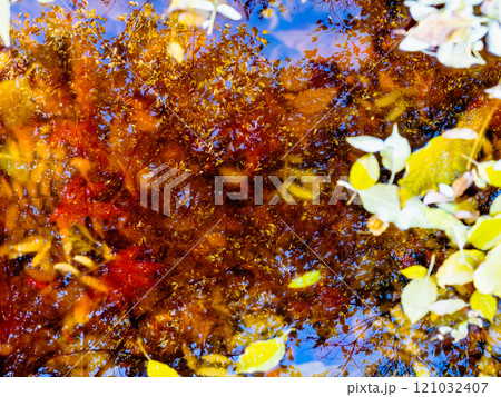 reflection of colorful tree in pond in autumn 121032407