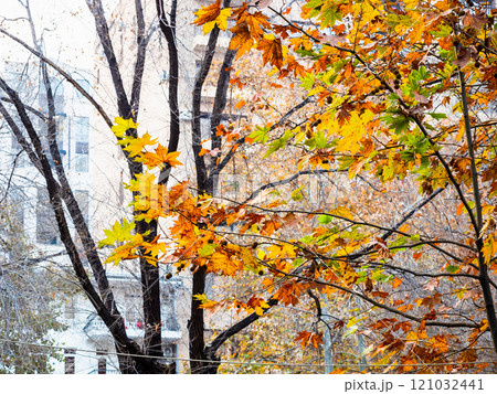 colorful leaves and building in winter twilight colorful leaves and building in winter twilight 121032441