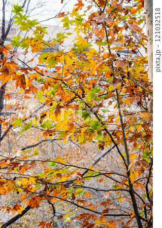 colorful leaves of plane tree in city in twilight colorful leaves of plane tree in city in twilight 121032518