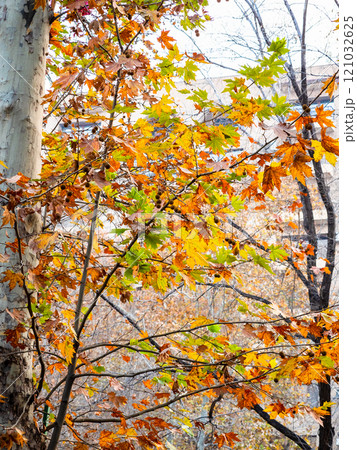 colorful leaves of sycamore in Yerevan in evening 121032625