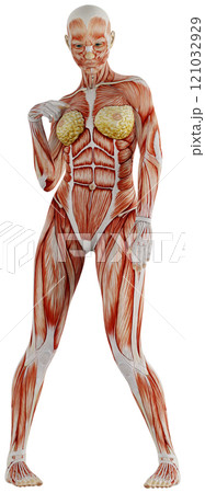 ポーズをとる女性の筋肉人体　背景透過 121032929