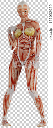 肌肉發達的女性身體擺姿勢,背景透明 肌肉發達的女性身體擺姿勢,背景透明 121032929
